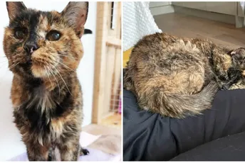 Flosi službeno postala najstarija mačka na svijetu Flosi službeno postala najstarija mačka na svijetu