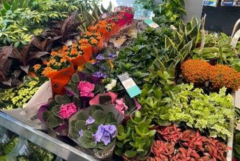 Cvjetni centar Kalia na Starom aerodromu: Biljku je lako kupiti, ovdje znaju i kako o njoj brinuti Cvjetni centar Kalia na Starom aerodromu: Biljku je lako kupiti, ovdje znaju i kako o njoj brinuti