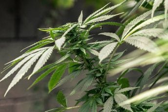 Indija: Pacovi optuženi da su pojeli 500 kilograma kanabisa Indija: Pacovi optuženi da su pojeli 500 kilograma kanabisa