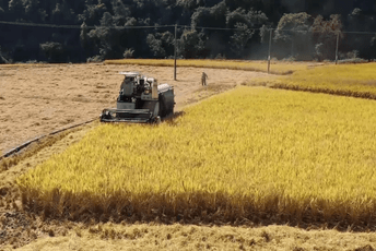 Žetva žitarica u Kini odvija se po planu Žetva žitarica u Kini odvija se po planu