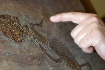 Postoje duže nego što smo mislili: Pronađen najstariji fosil guštera do sada Postoje duže nego što smo mislili: Pronađen najstariji fosil guštera do sada