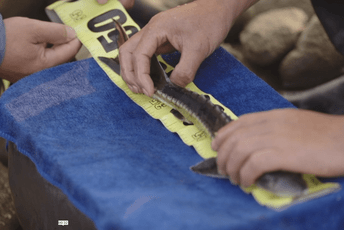 Čuvar prirode: Zaštita jesetre u Jangceu Čuvar prirode: Zaštita jesetre u Jangceu