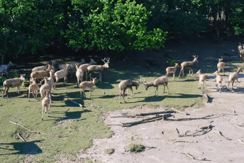 Čuvar prirode: Budi prijatelj losa Čuvar prirode: Budi prijatelj losa