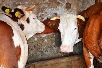 Plav: Otkriven parazit kod stoke prilikom klanja, meso nije stiglo do potrošača Plav: Otkriven parazit kod stoke prilikom klanja, meso nije stiglo do potrošača