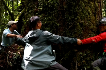 (VIDEO) Najviše drvo u Kini visoko 83,4 metra (VIDEO) Najviše drvo u Kini visoko 83,4 metra