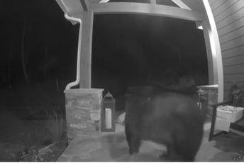 Medvjed uhvaćen u krađi: "Pokupio" paket pun peciva i lososa Medvjed uhvaćen u krađi: "Pokupio" paket pun peciva i lososa