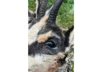 NPCG: Sumnja se da su divojarca ubili krivolovci koji dobro poznaju teren NPCG: Sumnja se da su divojarca ubili krivolovci koji dobro poznaju teren