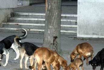 Građani u Nikšiću u stalnoj opasnosti od hordi napuštenih pasa na ulicama Građani u Nikšiću u stalnoj opasnosti od hordi napuštenih pasa na ulicama