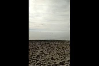 "Specijalni gost": Delfin u sutomorskom zalivu "Specijalni gost": Delfin u sutomorskom zalivu