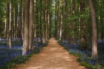 Deset svjetskih šuma koje su raj za sva čula: Ovdje ljudi upoznaju prirodu i zaborave na stres Deset svjetskih šuma koje su raj za sva čula: Ovdje ljudi upoznaju prirodu i zaborave na stres