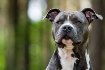 Staford izujedao dijete u Zagrebu, vlasnik imao 4,07 promila alkohola u krvi Staford izujedao dijete u Zagrebu, vlasnik imao 4,07 promila alkohola u krvi