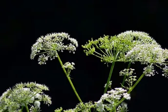 Biljka koja raste širom Evrope, a čije žrtve umiru s osmijehom na licu Biljka koja raste širom Evrope, a čije žrtve umiru s osmijehom na licu