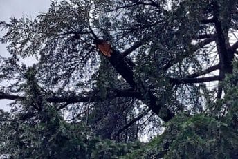 Uklonjena stabla: Put od Kotora prema Njegušima prohodan Ilustracija