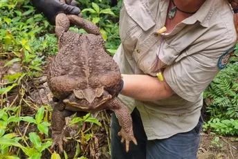 "Pojela bi sve, morali smo je odnijeti": Pored puta naišli na gigantsku žabu, možda i najtežu ikad na planeti "Pojela bi sve, morali smo je odnijeti": Pored puta naišli na gigantsku žabu, možda i najtežu ikad na planeti