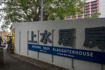 Bizarna tragedija: Mesar pokušao da zakolje svinju, ona ga ubila na licu mjesta Bizarna tragedija: Mesar pokušao da zakolje svinju, ona ga ubila na licu mjesta