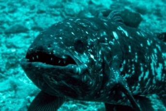 Zapanjili se otkrićem: Ulovljena fosilna riba čija je vrsta starija od dinosaurusa, od 1937. su mislili da je izumrla Zapanjili se otkrićem: Ulovljena fosilna riba čija je vrsta starija od dinosaurusa, od 1937. su mislili da je izumrla