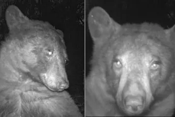 Simpatični prizori: Medvjed napravio oko 400 selfija kamerom za divlje životinje Simpatični prizori: Medvjed napravio oko 400 selfija kamerom za divlje životinje