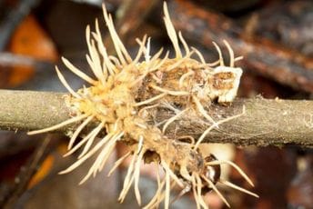 Doktori upozoravaju: „Potpuno smo nespremni za gljivičnu pandemiju“ Doktori upozoravaju: „Potpuno smo nespremni za gljivičnu pandemiju“