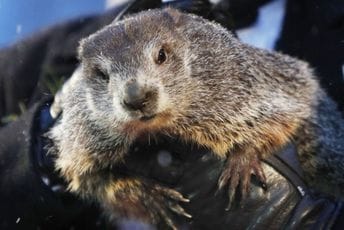 Mrmot Fil "prognozirao" još koliko će trajati zima Mrmot Fil "prognozirao" još koliko će trajati zima