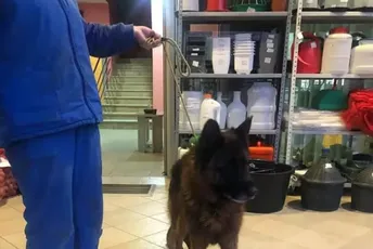 Učenik se plaši da ide u školu, učiteljica zbrinjava psa Učenik se plaši da ide u školu, učiteljica zbrinjava psa