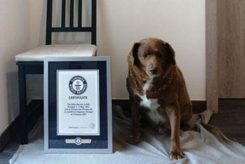 Bobi je najstariji pas na planeti: Živi slobodno, obožava i mačke, pije mnogo vode i jede ‘ljudsku’ hranu Bobi je najstariji pas na planeti: Živi slobodno, obožava i mačke, pije mnogo vode i jede ‘ljudsku’ hranu