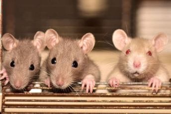 Žena živjela sa 800 pacova u kući, sada im traže udomitelje Žena živjela sa 800 pacova u kući, sada im traže udomitelje