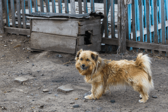 U Crnoj Gori je sproveden prvi popis pasa u ovom vijeku, evo i rezultata U Crnoj Gori je sproveden prvi popis pasa u ovom vijeku, evo i rezultata
