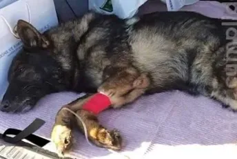 Meksički pas stradao spašavajući ljude u Turskoj Meksički pas stradao spašavajući ljude u Turskoj