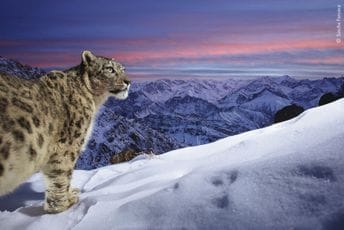 Ovo su najbolje prošlogodišnje fotografije iz divljine (FOTO) Ovo su najbolje prošlogodišnje fotografije iz divljine (FOTO)