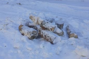 Plav: Šumokradice posjekle 16 stabala bukve, jele i smrče Plav: Šumokradice posjekle 16 stabala bukve, jele i smrče