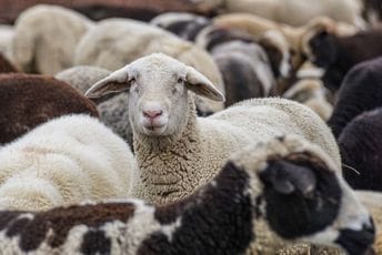 Problemi stočara na sjeveru: Vukovi ovce kolju, država slabo pomaže