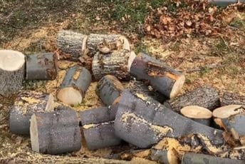 Rašović: Krađa šume teško dokaziva, u Crnoj Gori svega osam inspektora Rašović: Krađa šume teško dokaziva, u Crnoj Gori svega osam inspektora