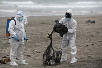 Prvi slučaj za devet godina: Djevojčica u Kambodži umrla od ptičijeg gripa Prvi slučaj za devet godina: Djevojčica u Kambodži umrla od ptičijeg gripa