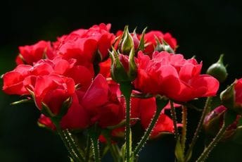 Rastvor koji pomaže da ruže zaštitite od insekata: "Spas" se krije u frižideru Ilustracija