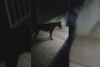 Nakon što je napao djevojčicu: Doberman i dalje slobodno šeta gradom, vlasnik nepoznat Nakon što je napao djevojčicu: Doberman i dalje slobodno šeta gradom, vlasnik nepoznat