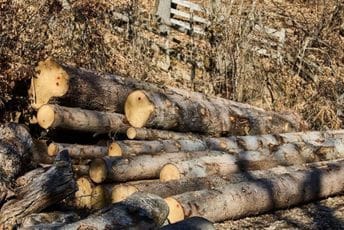 Mateševo: Dvije osobe prevozile osam metara drva bez bilo kakve dozvole Mateševo: Dvije osobe prevozile osam metara drva bez bilo kakve dozvole