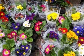 Cvijeće će za Dan žena moći da se kupi na dvije lokacije u Podgorici Cvijeće će za Dan žena moći da se kupi na dvije lokacije u Podgorici