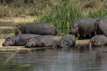 U Indiju i Meksiko šalju 70 Eskobarovih "kokainskih" nilskih konja U Indiju i Meksiko šalju 70 Eskobarovih "kokainskih" nilskih konja
