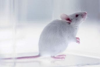 Japanski istraživač stvorio jajne ćelije od kožnih ćelija mužjaka miša Japanski istraživač stvorio jajne ćelije od kožnih ćelija mužjaka miša