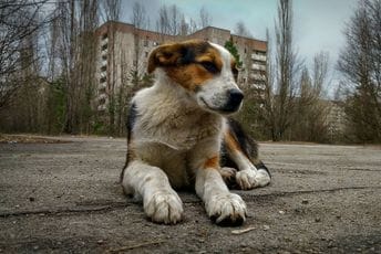 Evo kako da prepoznate dehidraciju kod psa