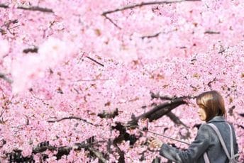 Ranije nego ikad: Počela sezona cvjetanja trešnje u Japanu Ranije nego ikad: Počela sezona cvjetanja trešnje u Japanu