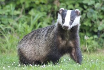 Jazavci kopaju tunele ispod pruga, zaustavili željeznički saobraćaj u Holandiji Jazavci kopaju tunele ispod pruga, zaustavili željeznički saobraćaj u Holandiji