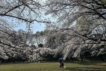 Bajkoviti prizori: Sezona cvjetanja trešnje u Japanu je na vrhuncu (FOTO)