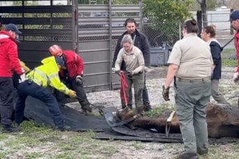 U olujama u Kaliforniji vatrogasci nijesu zaboravili konje i krave U olujama u Kaliforniji vatrogasci nijesu zaboravili konje i krave