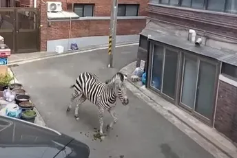 Zebra pobjegla iz zoološkog vrta, pa satima lutala ulicama Seula Zebra pobjegla iz zoološkog vrta, pa satima lutala ulicama Seula
