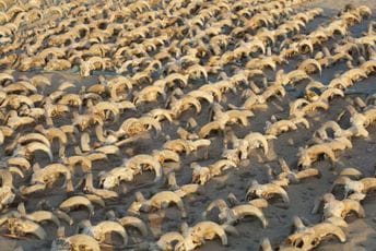 Više od 2.000 mumificiranih glava ovnova otkriveno u hramu Ramzesa II Više od 2.000 mumificiranih glava ovnova otkriveno u hramu Ramzesa II