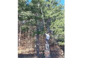 U toku akcija suzbijanja borovog litijaša U toku akcija suzbijanja borovog litijaša