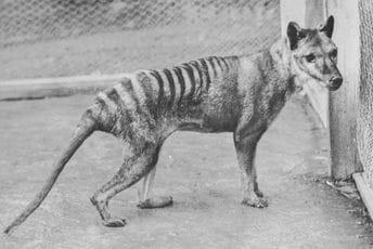 Vjerovalo se da je ova životinja izumrla tridesetih, a možda je dočekala i 21. vijek Vjerovalo se da je ova životinja izumrla tridesetih, a možda je dočekala i 21. vijek