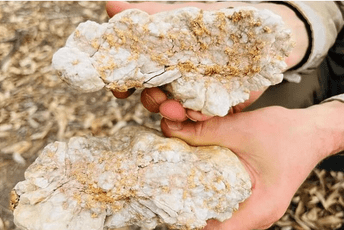 Australijanac pronašao grumen zlata vrijedan 160.000 dolara Australijanac pronašao grumen zlata vrijedan 160.000 dolara