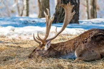 Hrvatska: S mrtvog jelena ukrao rogove vrijedne 8.000 eura Hrvatska: S mrtvog jelena ukrao rogove vrijedne 8.000 eura